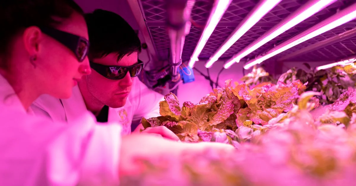 Des scientifiques surveillent la croissance des plantes sous des lumières LED roses dans un laboratoire de ferme intérieure.
